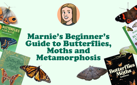 Marnie’s Beginner’s Guide to Butterflies, Moths and Metamorphosis