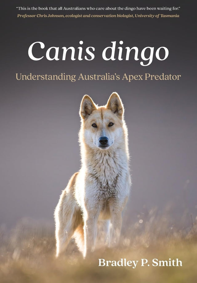 Canis dingo