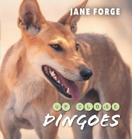 Dingoes Up Close