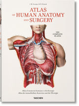 Bourgery