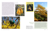 Aotearoa in Bloom