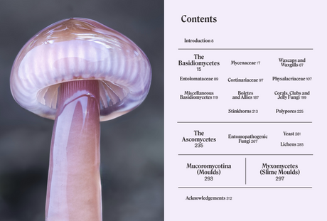 The Secret Life of Fungi