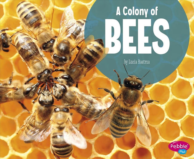 Animal Groups Colony of Bees
