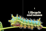 Butterflies and Moths of Aotearoa