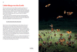 Butterflies and Moths of Aotearoa